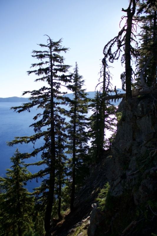 Pine Trees Overlooking Mountain Lake