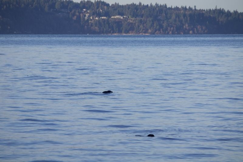 Seals Surfacing in Calm Bay