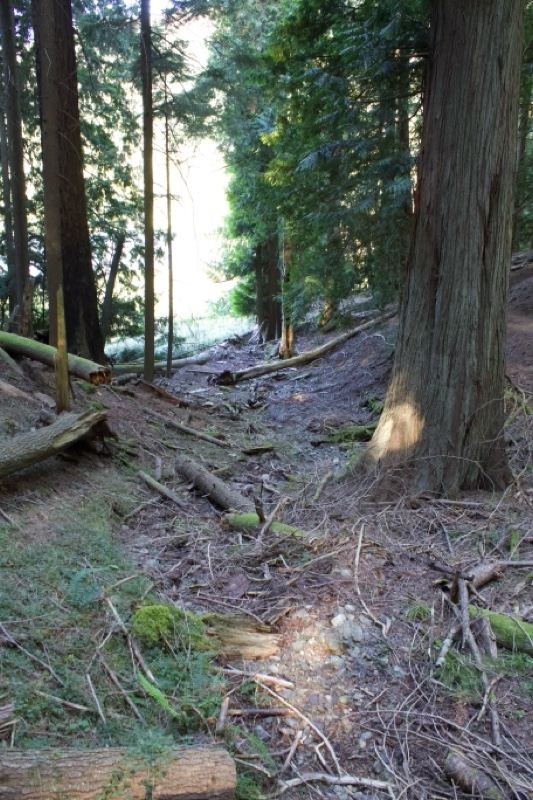 Sunlit Forest Trail Through Trees