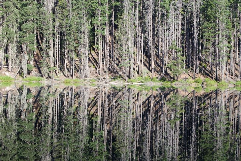 Forest Reflection in Calm Lake