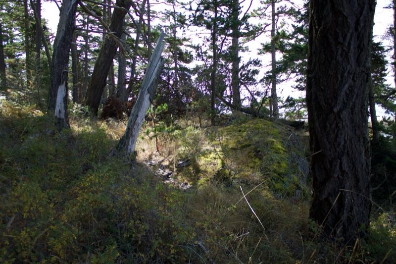 Sunlit Forest Hillside With Trees
