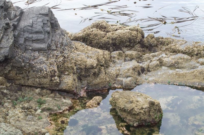 Rocky Intertidal Shore with Tidal Pool