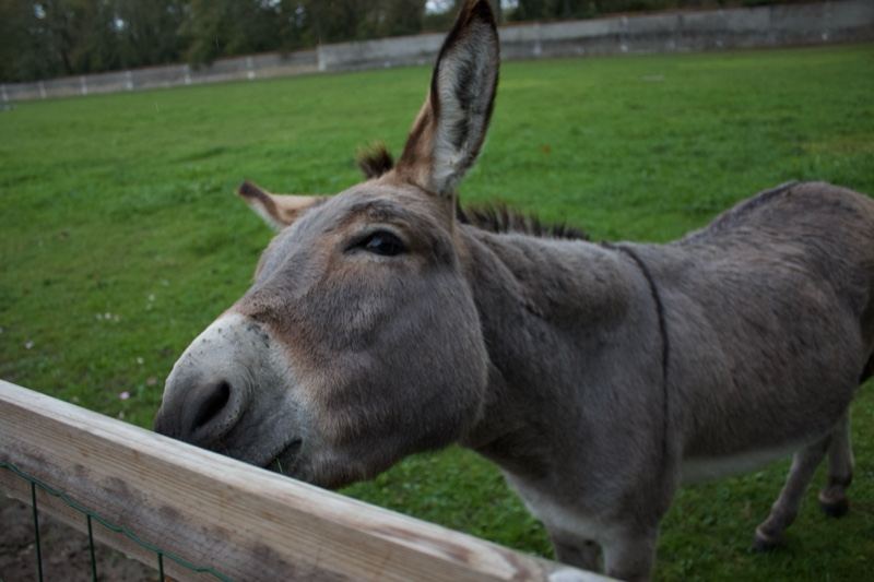 Donkey at wooden fence in grass field