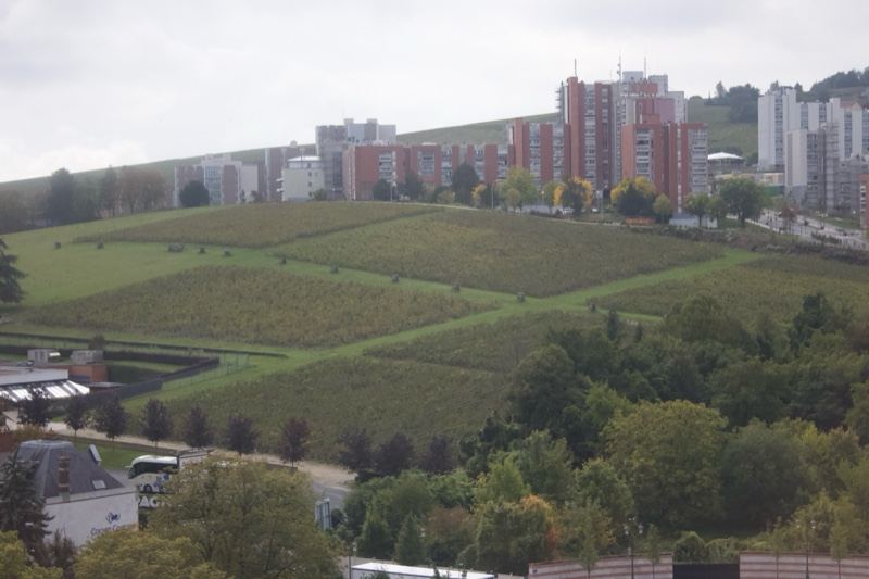 Vineyard Terraces Overlooking Apartment Blocks