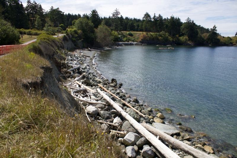 Rocky Coastal Shoreline with Driftwood