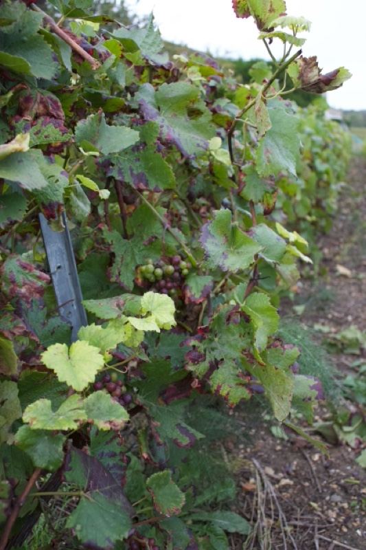 Grapevine Row in Vineyard