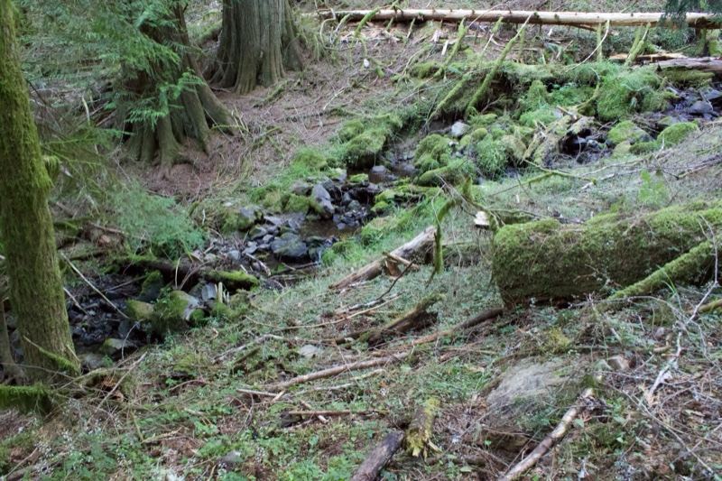 Mossy Forest Floor With Fallen Logs