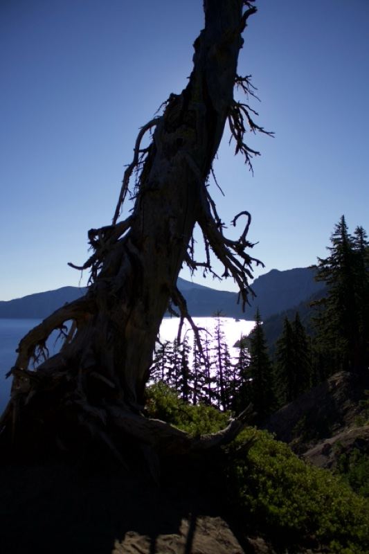 Dead Snag Overlooking Mountain Lake