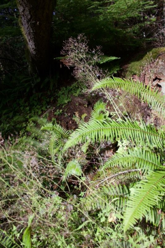 Sunlit Sword Fern in Forest Undergrowth