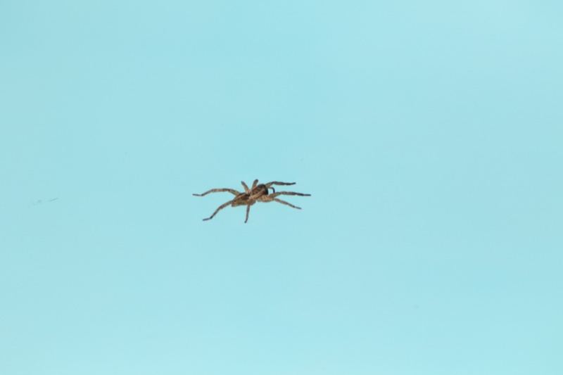 Brown Spider on Light Blue Background