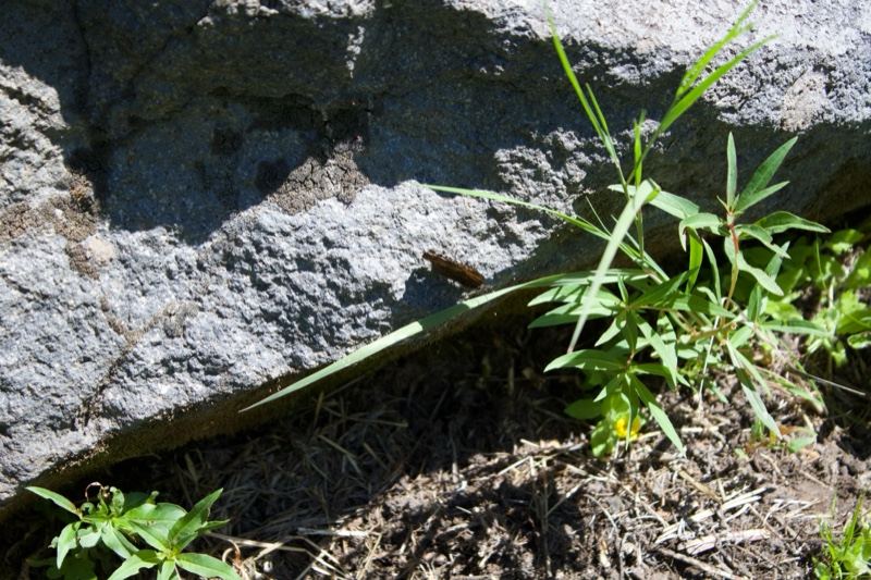 Small plant growing beside rock
