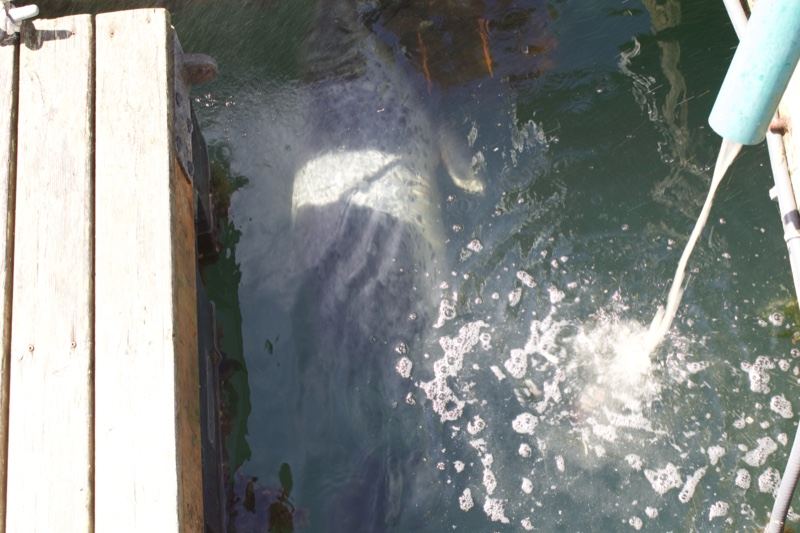 Shark Under Dock Pier Water