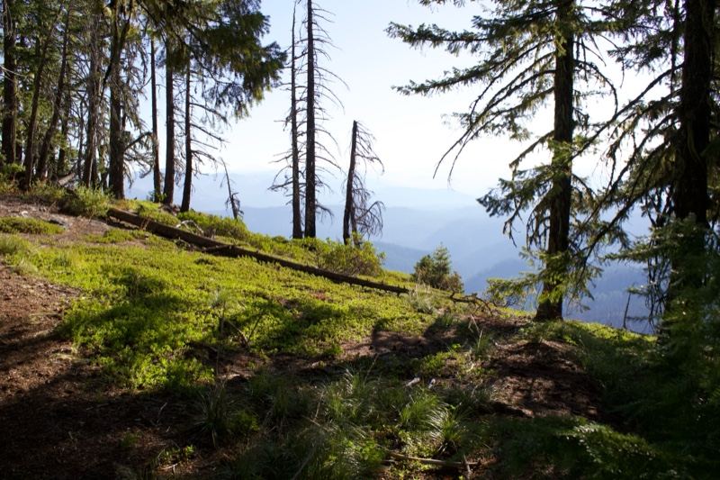 Forest Hillside Overlooking Misty Valley