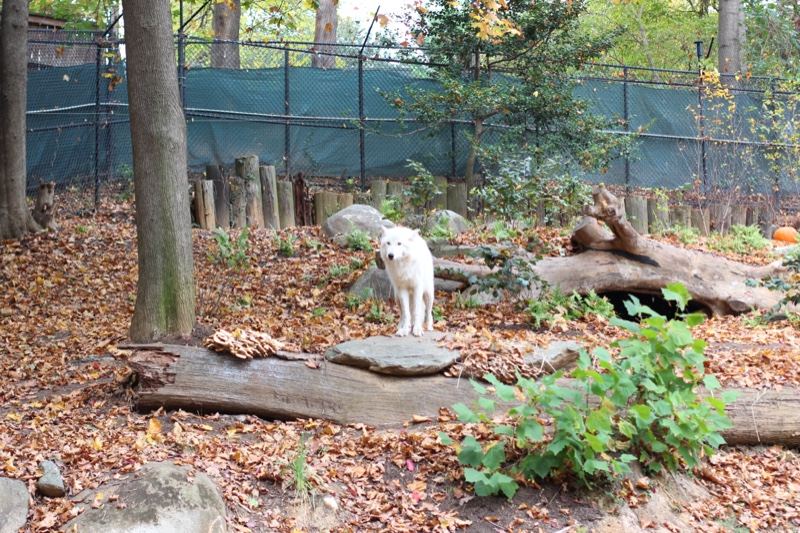 White Wolf in Autumn Enclosure
