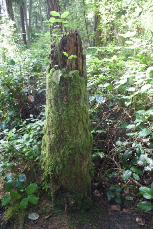 Moss Covered Tree Stump in Forest