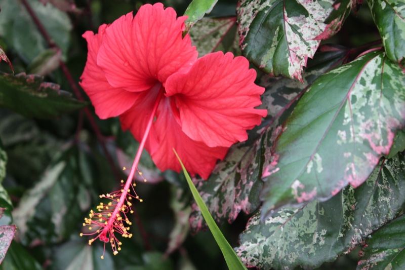 Red Hibiscus Flower Close Up