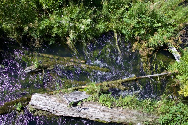Forest Stream With Fallen Logs