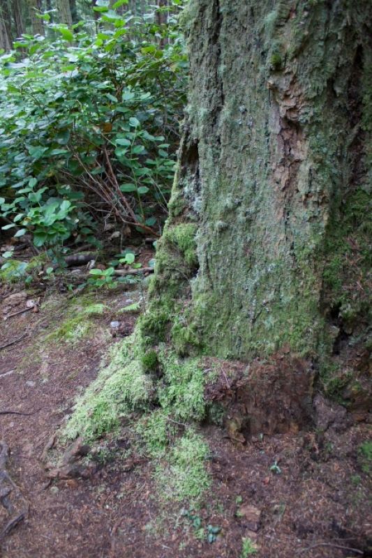 Moss Covered Tree Trunk Base