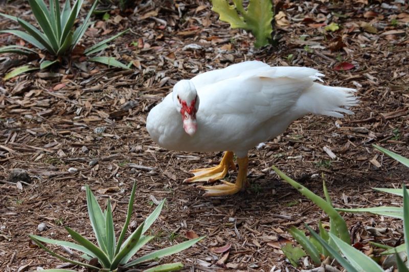 White Muscovy Duck on Forest Floor