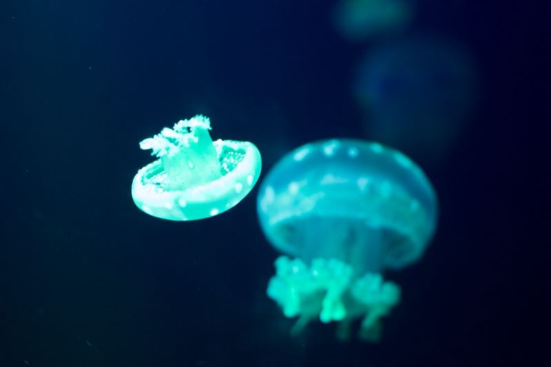 Glowing Jellyfish in Dark Water