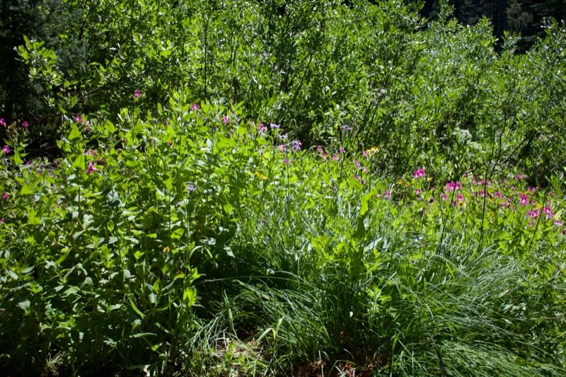 Lush Green Meadow with Pink Wildflowers
