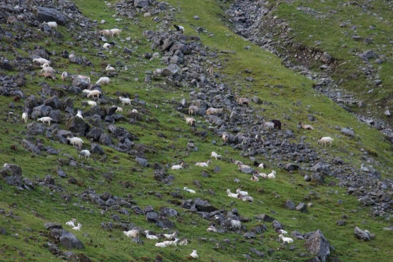 Sheep Grazing on Rocky Hillside