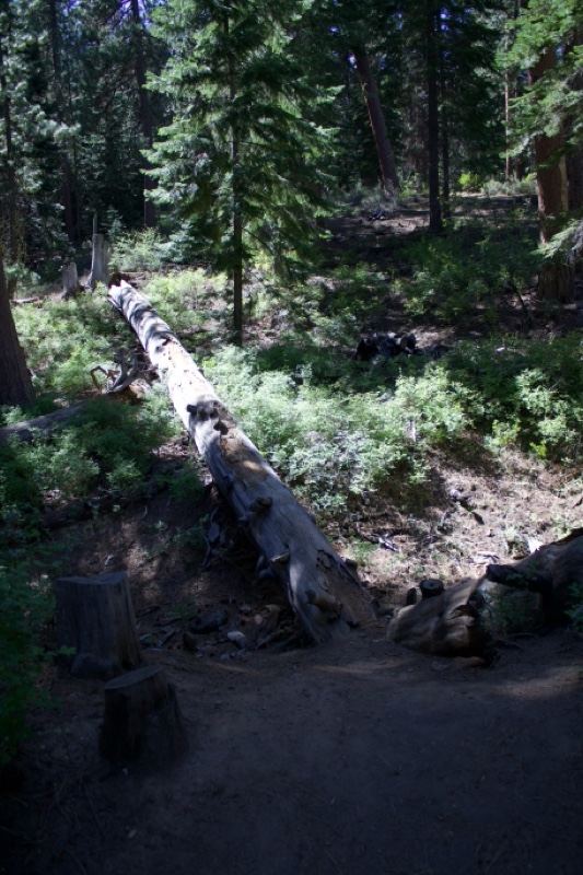 Fallen Log on Forest Trail