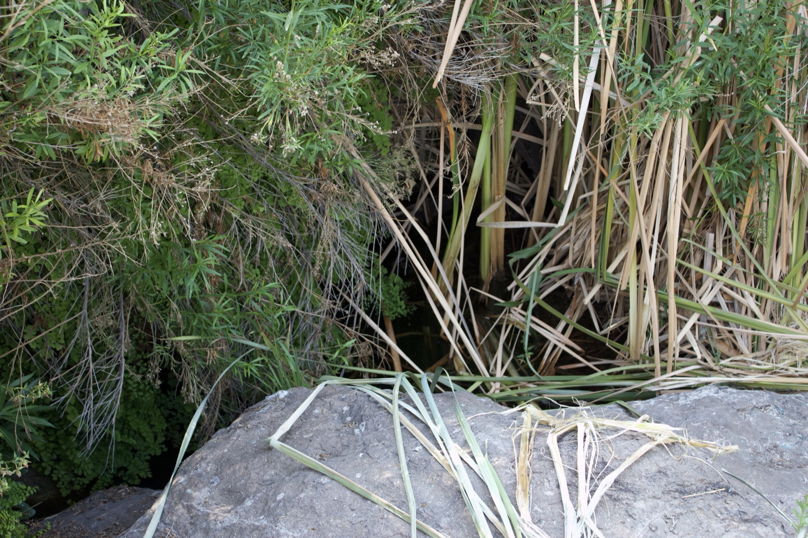 Reeds and Rock Near Water