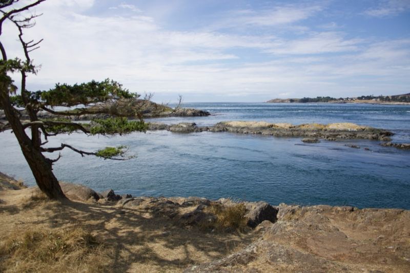 Coastal Rocky Shore with Tree Overlook