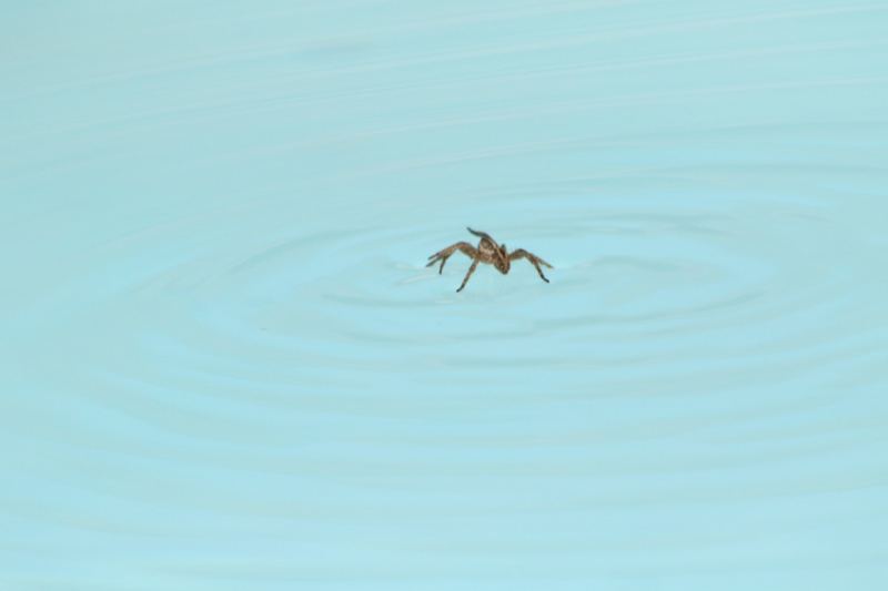 Spider Skimming on Calm Water Surface