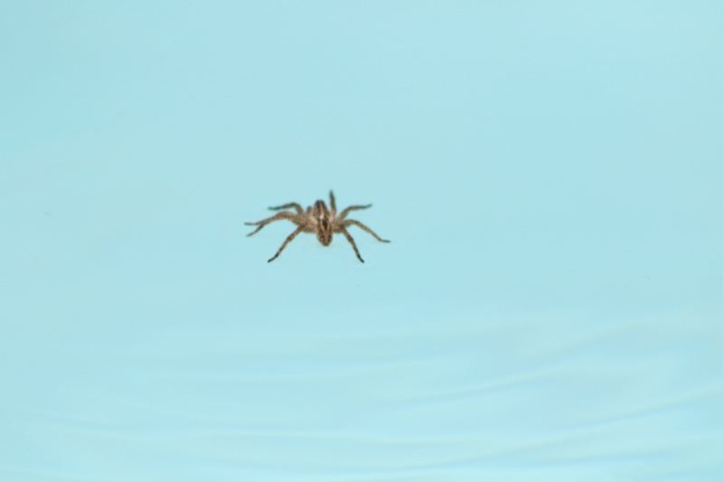 Spider Walking on Water Surface