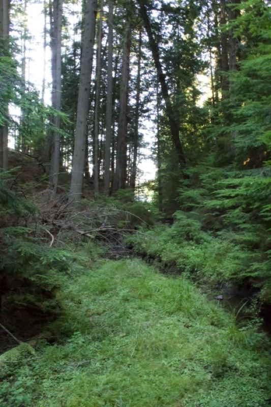Forest Trail Through Green Undergrowth