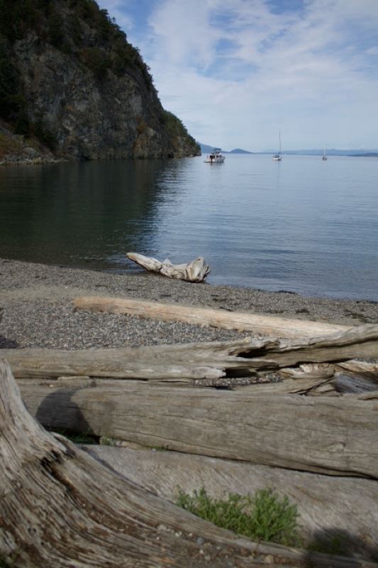 Driftwood on Coastal Beach
