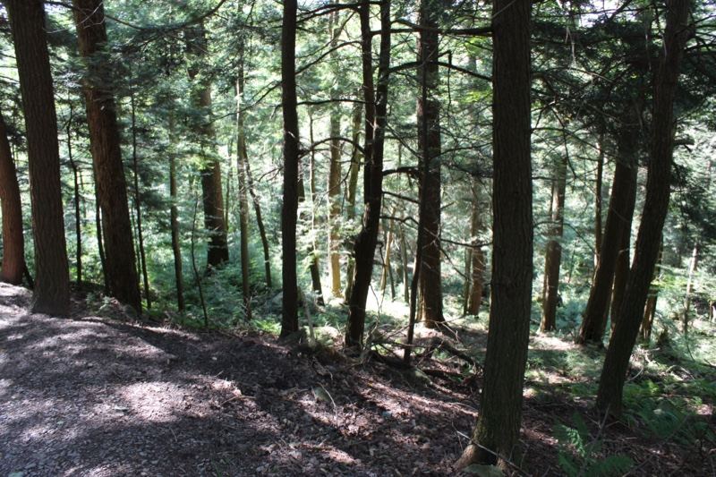 Sunlit Forest Trail With Tall Trees
