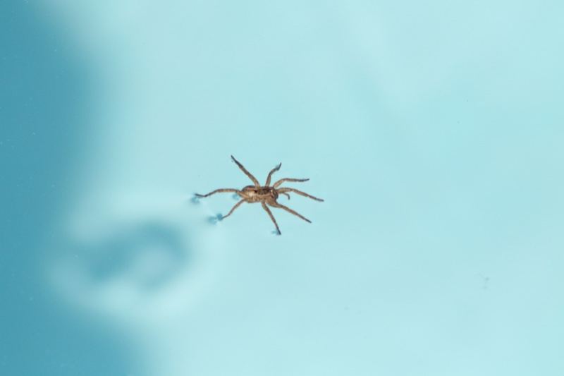 Spider on Blue Water Surface
