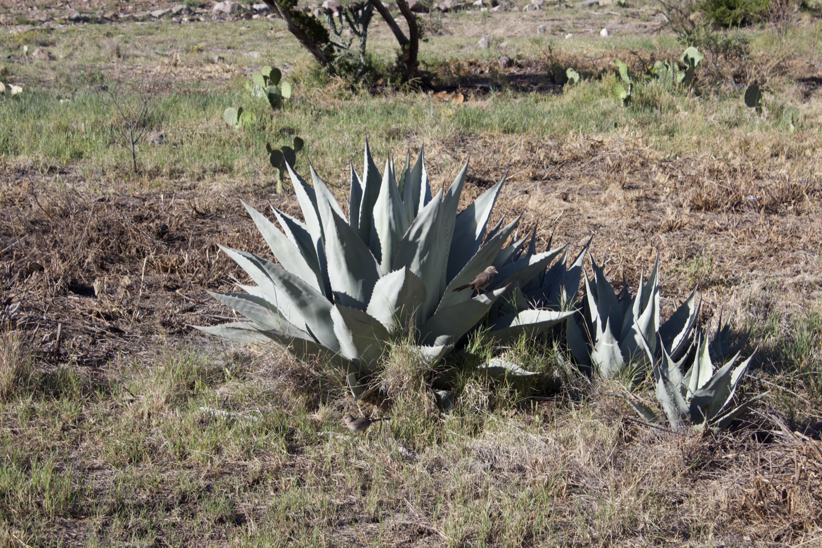Blue Agave in Dry Grassland