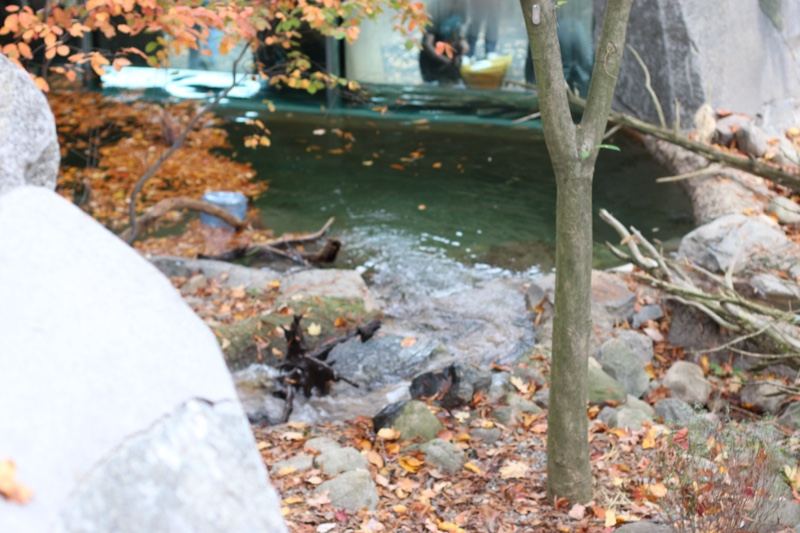 Autumn Stream in Rocky Enclosure