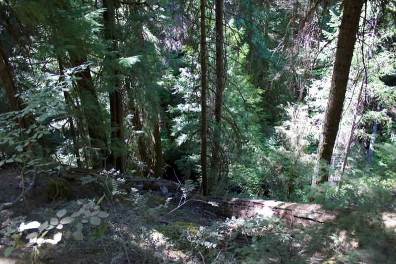 Sunlit Forest Slope View
