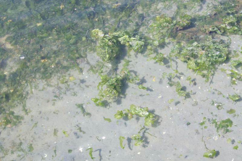 Shallow water with green seaweed