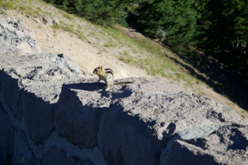 Chipmunk on stone wall hillside