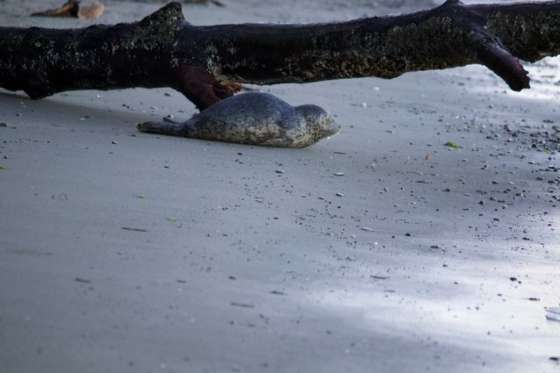 Sea turtle on sandy beach