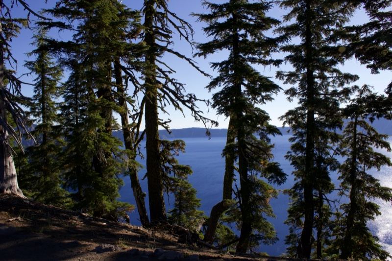 Pine Trees Overlooking Lake