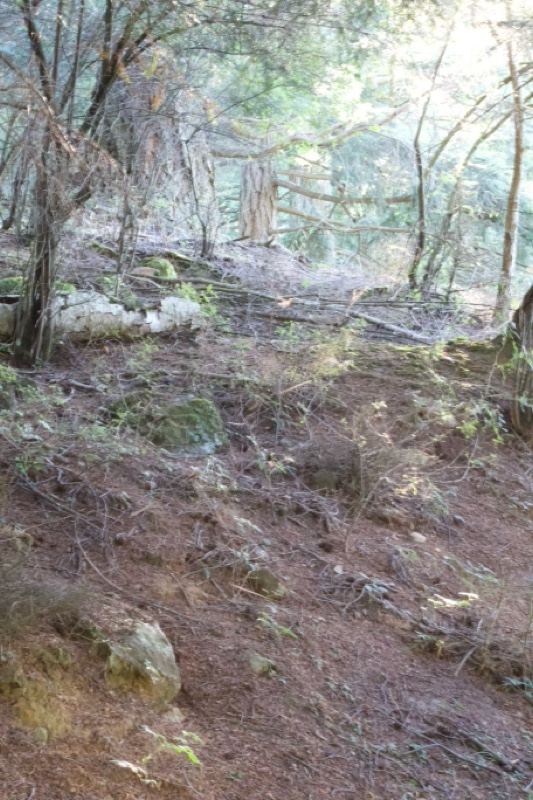 Forest floor on dirt slope