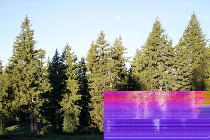 Evergreen Forest Under Clear Blue Sky
