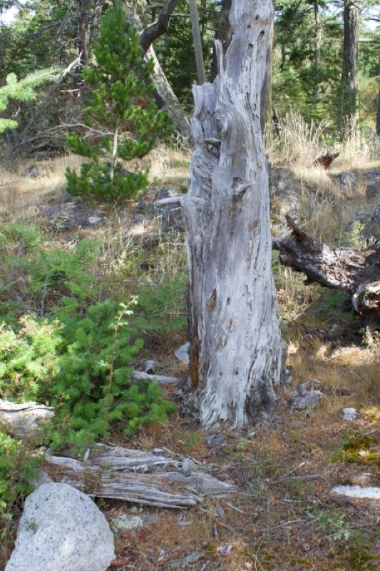 Weathered Dead Tree Trunk Forest