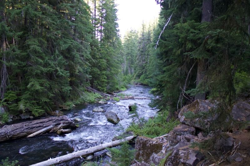 Forest River Through Evergreen Woods