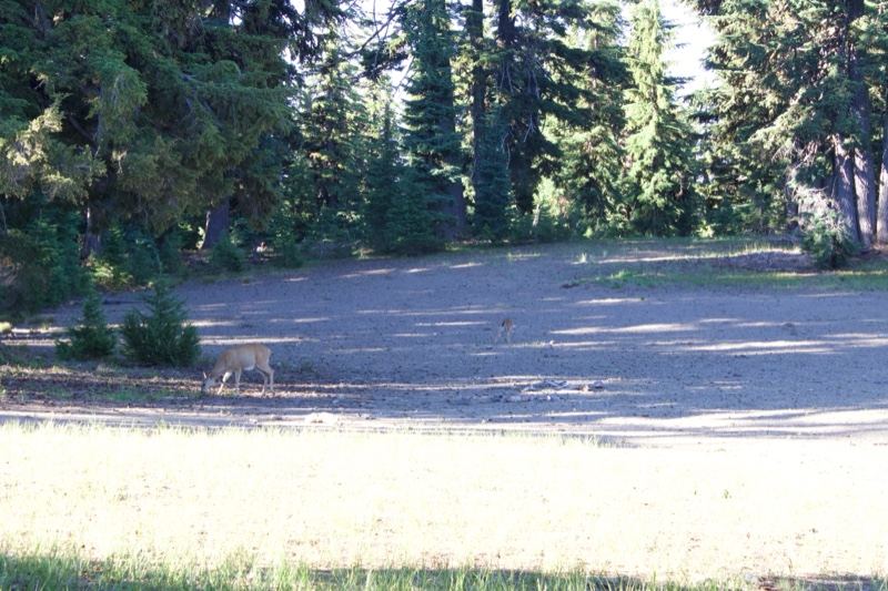 Deer in Forest Clearing