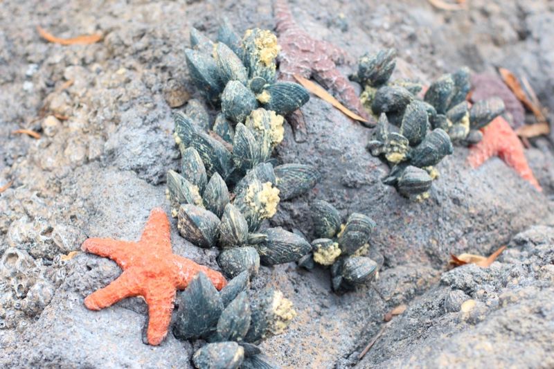 Orange Starfish and Barnacles on Rock