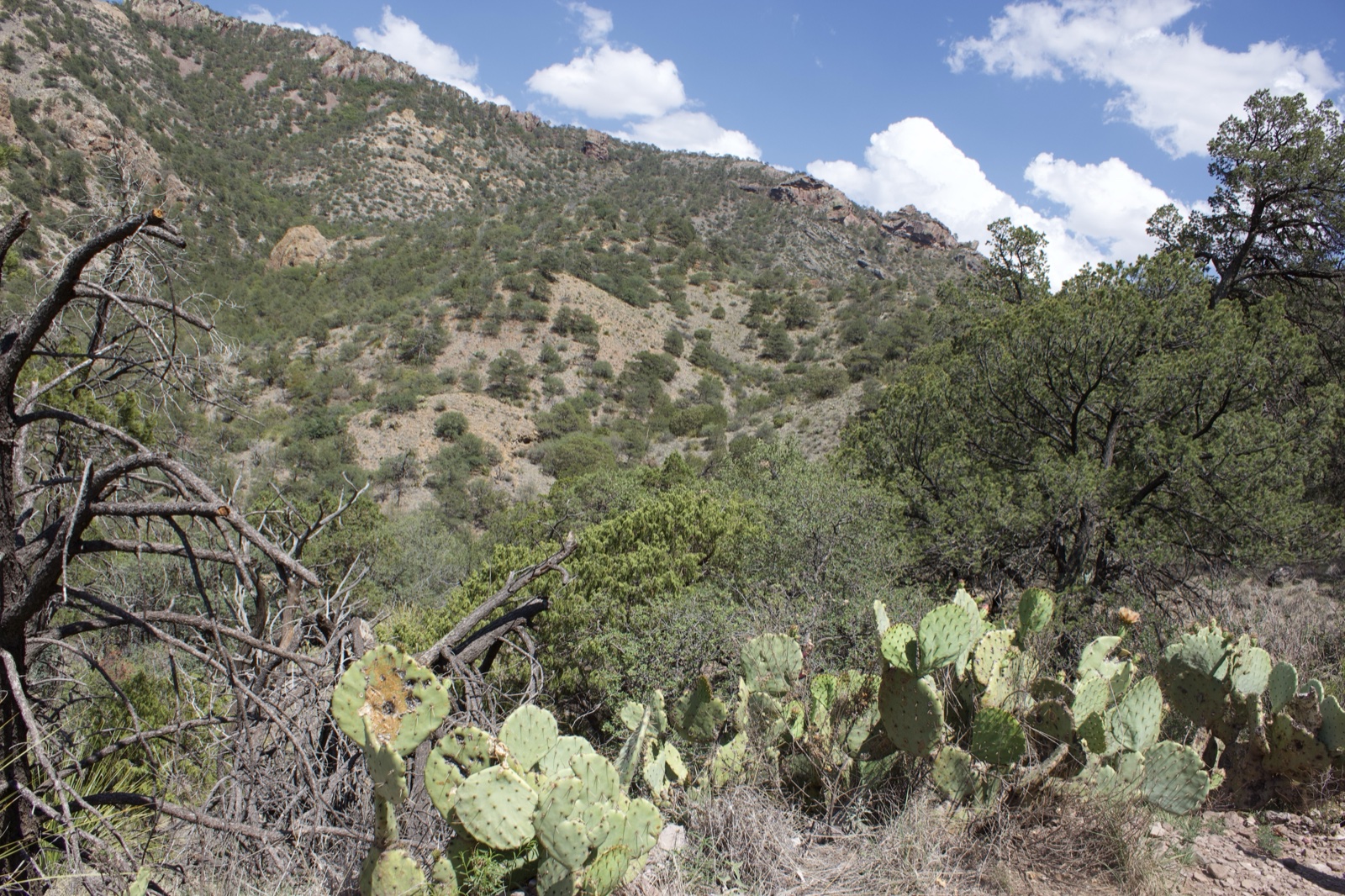 Desert Hillside with Prickly Pear Cactus