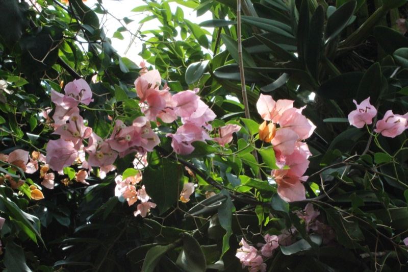 Pink Bougainvillea Flowers in Foliage